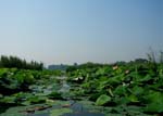 Mincio Park (Mantova), lotus
